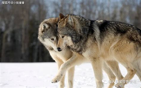 黄石公园狼群捕猎凶猛雌性野牛：无情追击猎杀|文章|中国国家地理网
