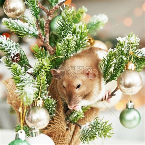 圣诞老鼠2020年新的象征鼠年年农历新年圣诞玩具高清图片下载-正版图片504179415-摄图网