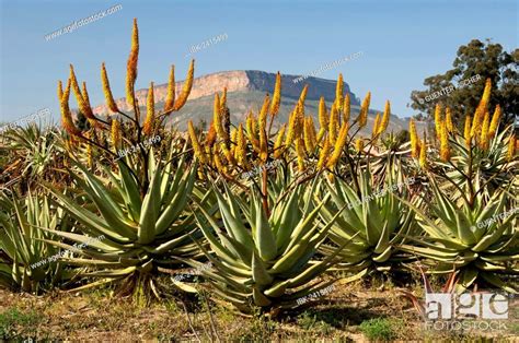 Cape Aloe (Aloe ferox) in front of Gifberg or Poison Mountain ...