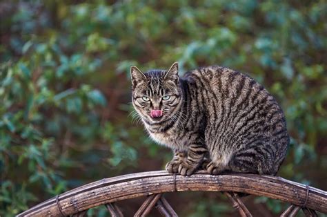 狸花猫图片