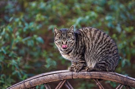 中国狸花猫有什么优缺点呢？ - 知乎