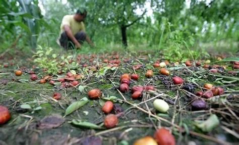 枣树落花、落果、坐果率低的原因你清楚吗？有哪些防治对策？__凤凰网