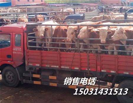 云南省丽江市哪里有鲁西黄牛肉牛养殖场_西门塔尔_AAAAA级大钱牛羊驴养殖场
