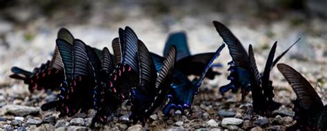 超黑蝴蝶及其3D秘密激发科学家创造“最黑”材料灵感