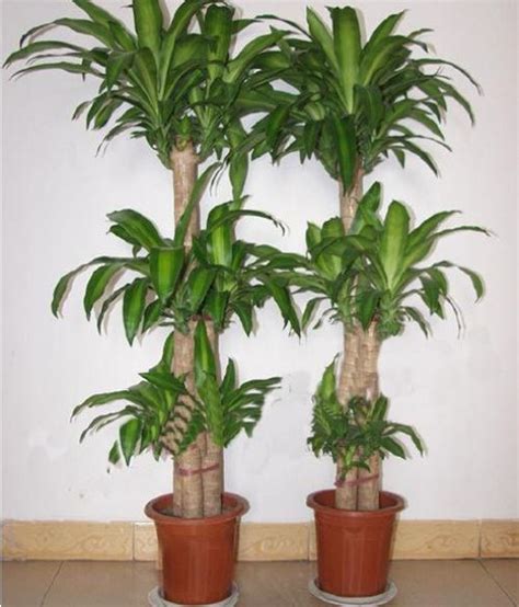 适合室内的植物,室内植物,室内花卉植物名称图片_大山谷图库