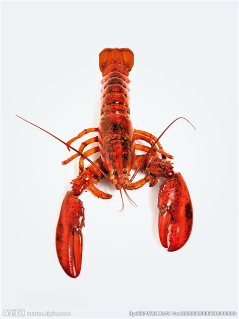 澳洲龙虾百科-澳洲龙虾天敌|图片-排行榜123网
