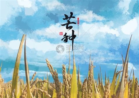 芒种时节稻田收割高清图片下载-正版图片501305676-摄图网
