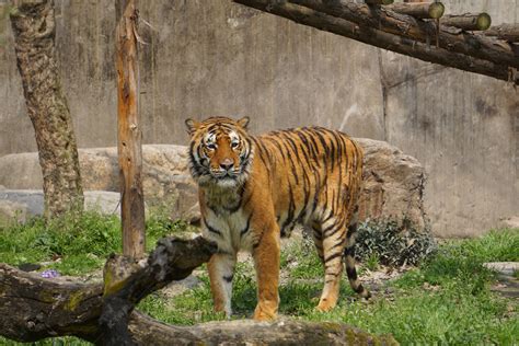 动物园站着老虎摄影图高清摄影大图-千库网