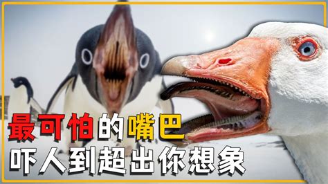 世界上嘴巴最可怕的8大动物：不掰开这张嘴，你都不知道有多吓人_腾讯视频