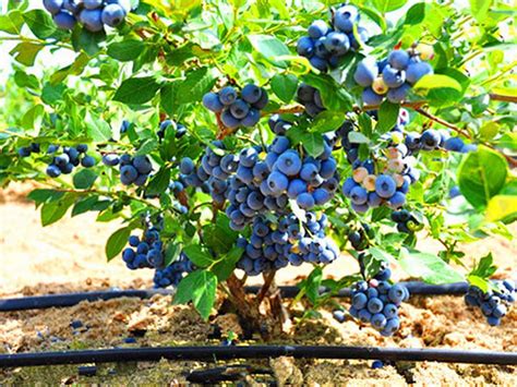 蓝莓苗是怎么栽种的?蓝莓苗种植技术-种植技术-中国花木网