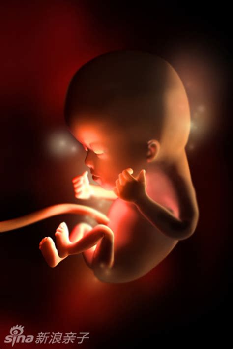 子宫中胎儿发育全过程_新浪图片