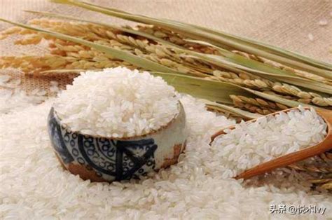 稻,黍,稷,麦,菽分别是什么东西?五谷到底是哪五谷-优出圈