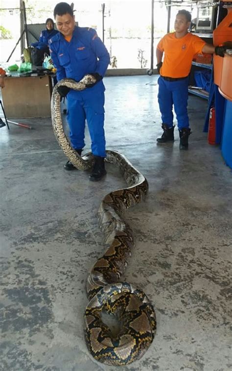 马来西亚槟城工地发现8公尺长网纹蟒 巨蟒有望打破纪录成为世界上最长的蛇 - 神秘的地球 科学|自然|地理|探索