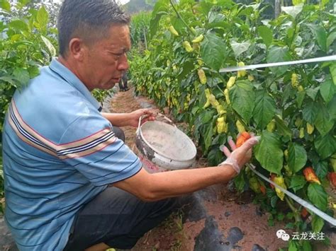 工业辣椒图片