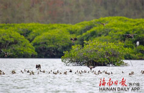 航拍海南三亚红树林公园绿树林,沼泽湿地,自然风景,摄影素材,汇图网www.huitu.com