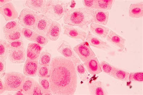 有丝分裂,在下面,显微镜,细胞,洋葱,根尖,减数分裂,末期,纯合子染色体,单倍体,摄影素材,汇图网www.huitu.com