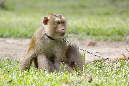 野生动物猴子高清图片下载-正版图片307586375-摄图网