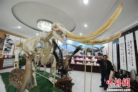 岱庙资讯-文博快讯-兰州私人博物馆馆藏三千万年前“黄河象”再现历史