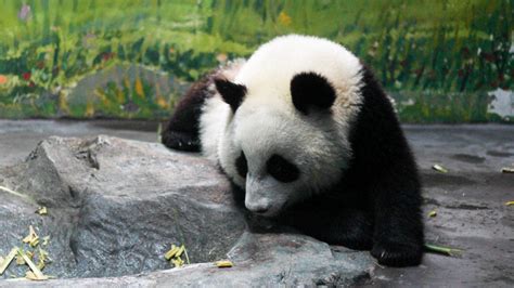 四川大熊猫高清图片下载-正版图片500670129-摄图网