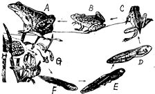 运用所学的生物学知识.完成下列填空:(1)青蛙的幼体生活在水中.用鳃鳃呼吸.成体营水陆两栖生活.主要用肺肺呼吸．(2)从行为的获得途径来看 ...