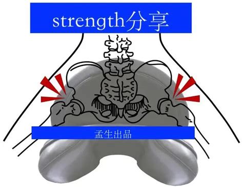 耻骨肌的位置图图片