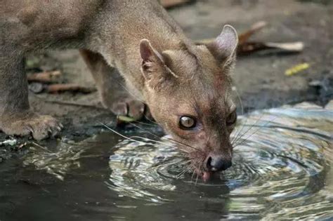 马达加斯加岛上生活着各种真奇特动物，最后一种堪称无敌却怕犬类_马岛_番茄_长颈鹿