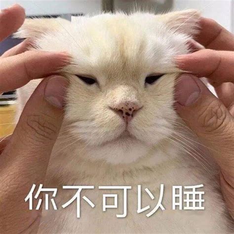 沙雕猫视频 最沙雕的猫_宠界趣闻 - 养宠客