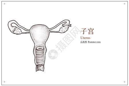 部编版七年级生物下册人的生殖课件PPT模板下载_熊猫办公