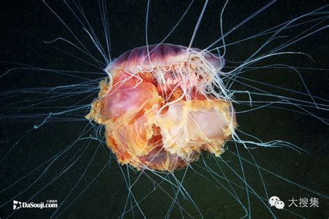 17个偶然拍到的神秘深海生物，太恐怖！|深海生物_新浪新闻