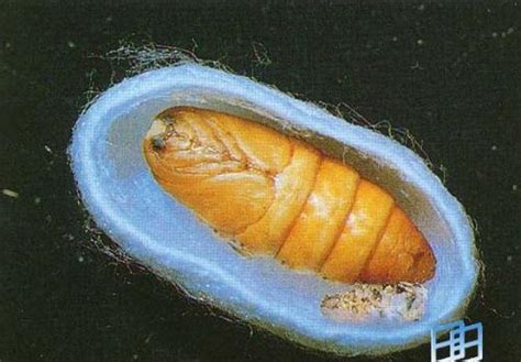 蚕的生长周期多久 蚕的生长经过哪几个阶段 - 三分田