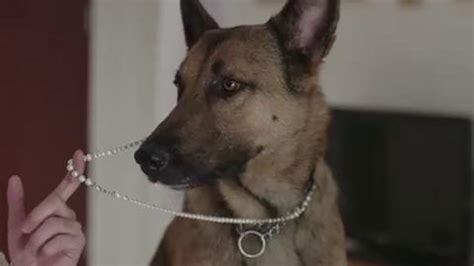 警犬立了大功，训犬员买珍珠项链送给警犬，警犬戴着太好看啦_高清1080P在线观看平台_腾讯视频