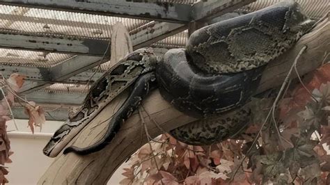 广西工人挖出24公斤重蟒蛇 市民担心蛇被吃掉_凤凰网