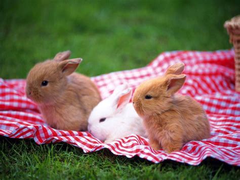 新手养兔子有哪些需要注意的事项_三思经验网