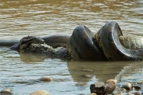 纪录片《泰坦巨蟒》史上最大蛇类泰坦巨蟒，以鳄鱼为食_腾讯视频