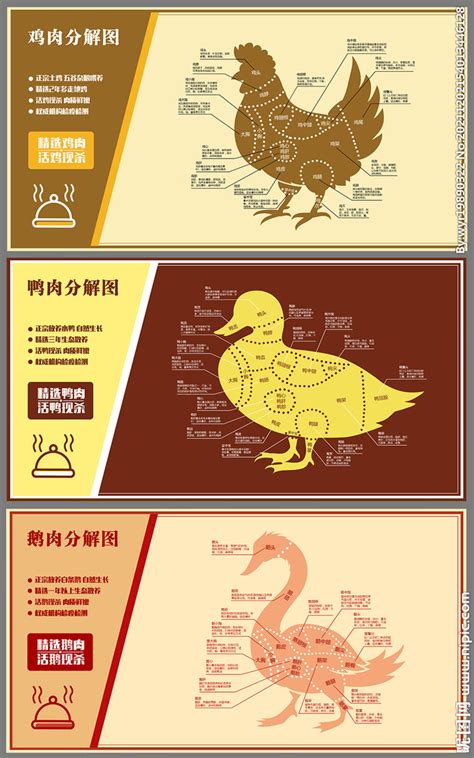 鸡鸭鹅肉分解图设计图__展板模板_广告设计_设计图库_昵图网nipic.com