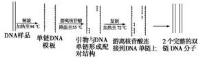 12．在PCR扩增前.需要将下列哪些物质加入微量离心管中 ( ) ①模板DNA ②模板RNA ③DNA解旋酶 ④耐高温的DNA聚合酶 ⑤引物 ...