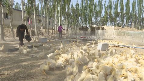 叶城县:发展特色养殖 助力增收致富-新疆维吾尔自治区科学技术协会