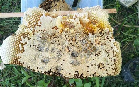 蜜蜂窝泡酒的功效及简单做法 - 蜂巢 - 酷蜜蜂