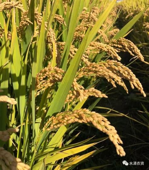 铁杆大穗水稻品种,特高产水稻,水稻矮杆高产品种_大山谷图库