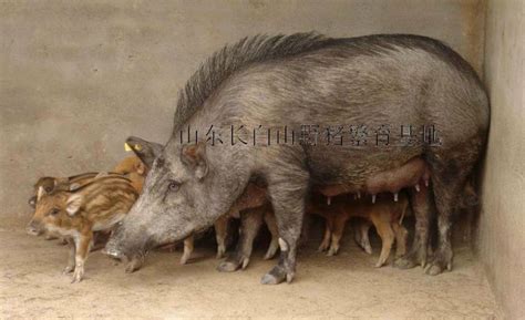 中国野猪种类，野猪和家猪有区别吗-农百科
