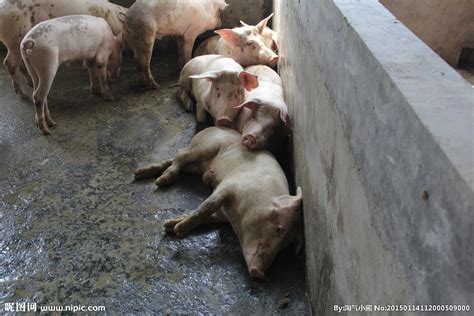 猪场环保践行榜样 提名-济宁嘉鸣养殖公司