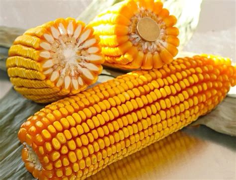 SMC576玉米种子简介，适宜播种期4月下旬至5月上旬 - 新三农