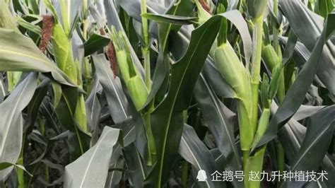 玉米的生育周期_腾讯视频