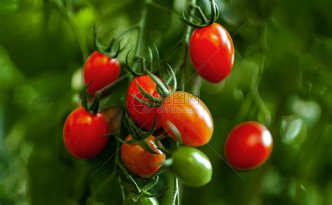 温室大棚有机西红柿种植高清图片下载-正版图片502385559-摄图网