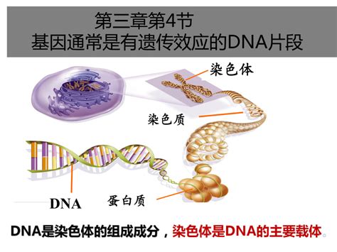 染色体，基因，DNA，蛋白质之间的关系