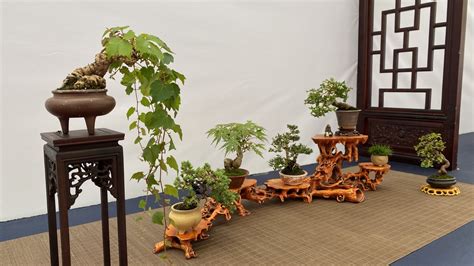 出售：大型日本红枫盆景|精品树木盆景|造型红枫盆景等（内有实物-阿里巴巴