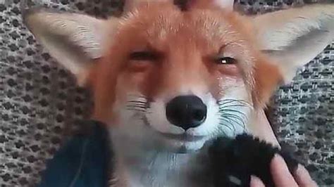 幸福的小狐狸，懒洋洋的超滋润_英国报姐-梨视频官网-Pear Video