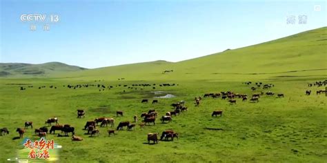 崆峒区：发展牛产业 壮大“牛经济”