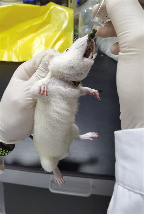 动物实验的小鼠为啥总不能生？-伊莱博生物科技（上海）有限公司