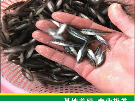 阿浦海钓野生鲈鱼-产品介绍-林海&远方好物-让平价有机食品走进寻常百姓家